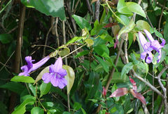 Bignonia callistegioides