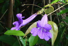 Bignonia callistegioides