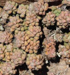 Anacampseros subnuda subnuda