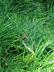 Hadramphus spinipennis