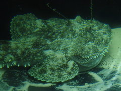Lophius piscatorius