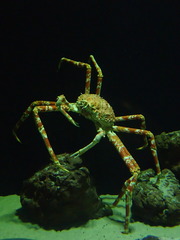 Macrocheira kaempferi