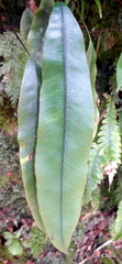 Blechnum colensoi