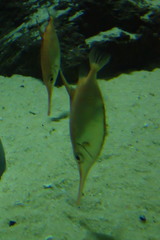 Macroramphosus scolopax