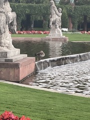 Alopochen aegyptiaca