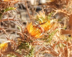 Icteranthidium ferrugineum