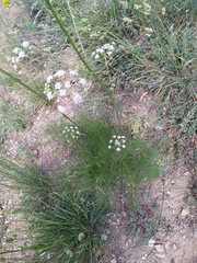 Diplotaenia cachrydifolia