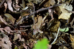 Corybas cryptanthus