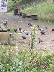 Columba livia domestica