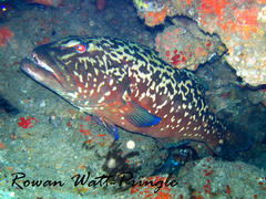 Plectropomus punctatus