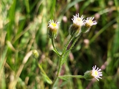 Erigeron acris serotinus