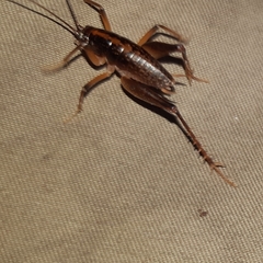 Ceuthophilus brevipes