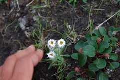 Erigeron eriocephalus