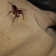 Ceuthophilus brevipes