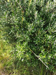 Corokia macrocarpa