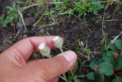 Erigeron eriocephalus