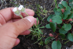 Erigeron eriocephalus