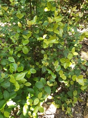 Myrsine chathamica