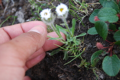 Erigeron eriocephalus