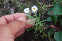 Erigeron eriocephalus
