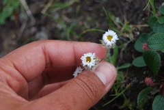 Erigeron eriocephalus