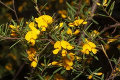 Pultenaea blakelyi