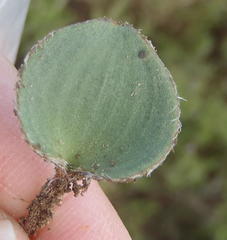 Eriospermum pubescens