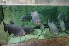 Piaractus brachypomus