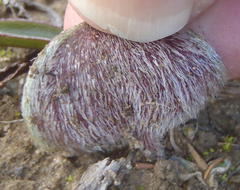 Eriospermum pubescens