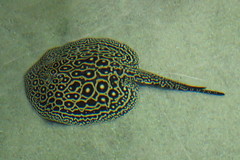 Pearl Freshwater Stingray photo 2