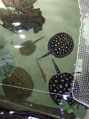 Potamotrygon leopoldi