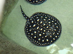 Potamotrygon leopoldi