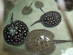 Potamotrygon leopoldi