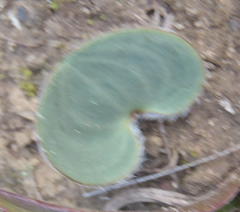 Eriospermum pubescens