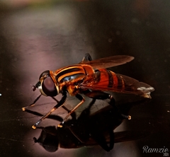 Mesembrius bengalensis