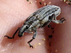 Scaphomorphus calandroides