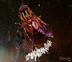 Mesembrius bengalensis