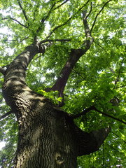 Quercus castaneifolia