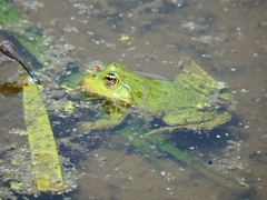 Pelophylax