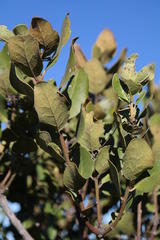 Euclea natalensis capensis