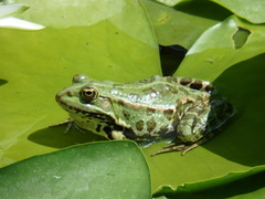 Pelophylax