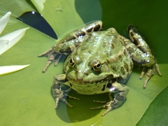 Pelophylax