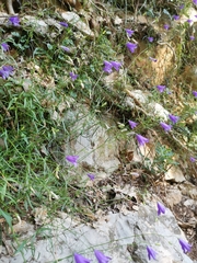 Campanula martinii