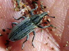 Scaphomorphus calandroides