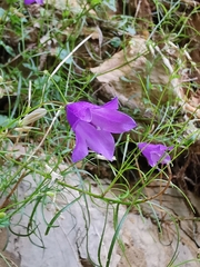 Campanula martinii