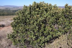 Euclea natalensis capensis