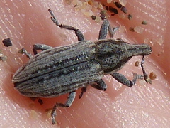 Scaphomorphus calandroides