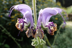 Salvia indica