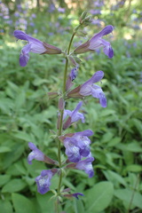 Salvia interrupta