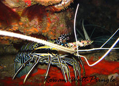 Panulirus versicolor